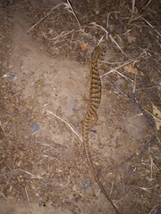 Elgaria multicarinata