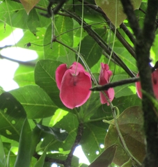 Passiflora membranacea