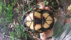 Kinosternon subrubrum subrubrum