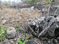 Mammillaria haageana