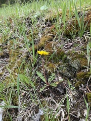 Taraxacum officinale