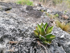 Agave convallis