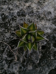 Agave convallis