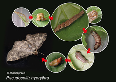 Pseudocollix hyperythra