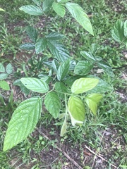 Phyllodium pulchellum