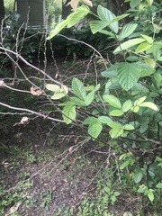 Phyllodium pulchellum