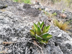 Agave convallis