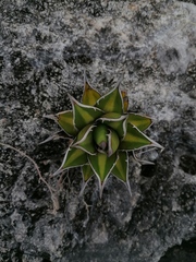 Agave convallis
