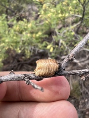 Pseudovates arizonae