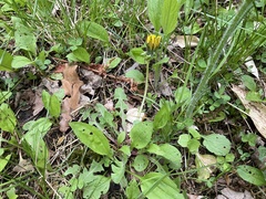 Taraxacum officinale