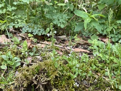 Veronica serpyllifolia serpyllifolia