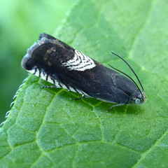 Grapholita tristrigana