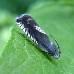 Grapholita tristrigana