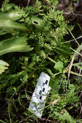 Myriopteris allosuroides