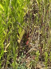 Orthetrum lineostigma