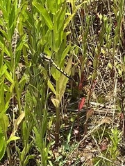 Orthetrum lineostigma