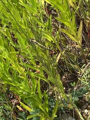 Orthetrum lineostigma