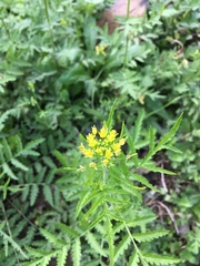 Descurainia erodiifolia