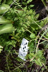 Myriopteris allosuroides
