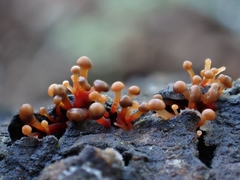 Murinectria polythalama