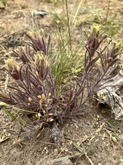 Castilleja pilosa pilosa