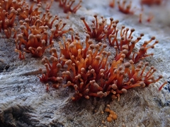 Murinectria polythalama