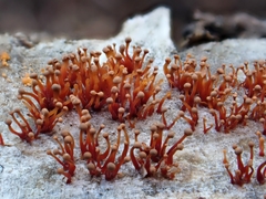 Murinectria polythalama