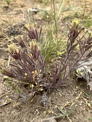 Castilleja pilosa pilosa