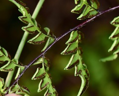 Myriopteris allosuroides