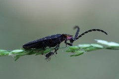 Lucidota atra