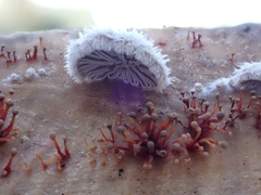 Murinectria polythalama