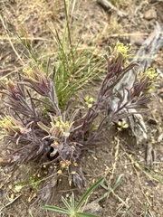 Castilleja pilosa pilosa