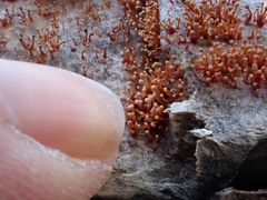 Murinectria polythalama