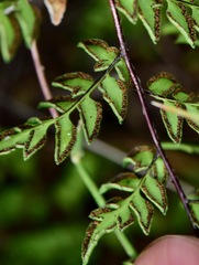 Myriopteris allosuroides