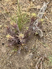 Castilleja pilosa pilosa