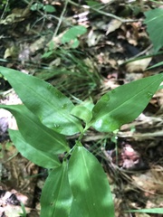 Commelina erecta erecta