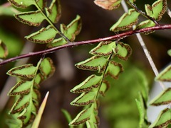 Myriopteris allosuroides