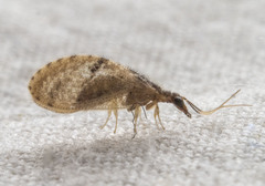 Sympherobius barberi