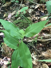 Commelina erecta erecta