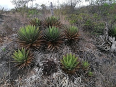 Agave kerchovei