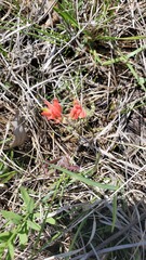 Castilleja coccinea