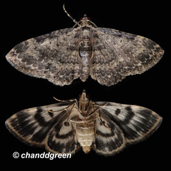 Pseudocollix hyperythra