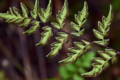 Myriopteris allosuroides