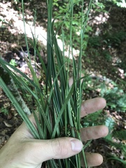 Carex ignota
