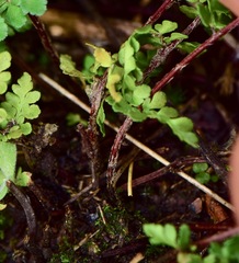 Myriopteris allosuroides