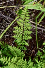 Myriopteris allosuroides