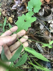 Dichanthelium commutatum commutatum