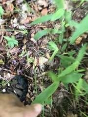 Dichanthelium commutatum commutatum