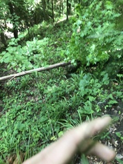 Dichanthelium commutatum commutatum