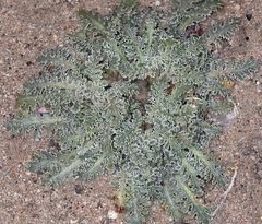 Glyptopleura marginata